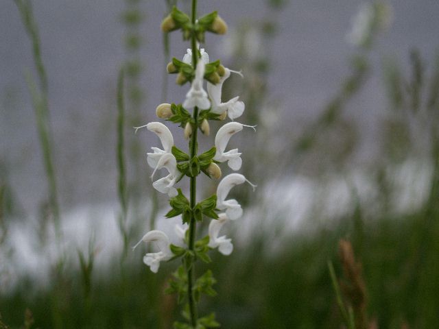 Salvia  apocromatica ...